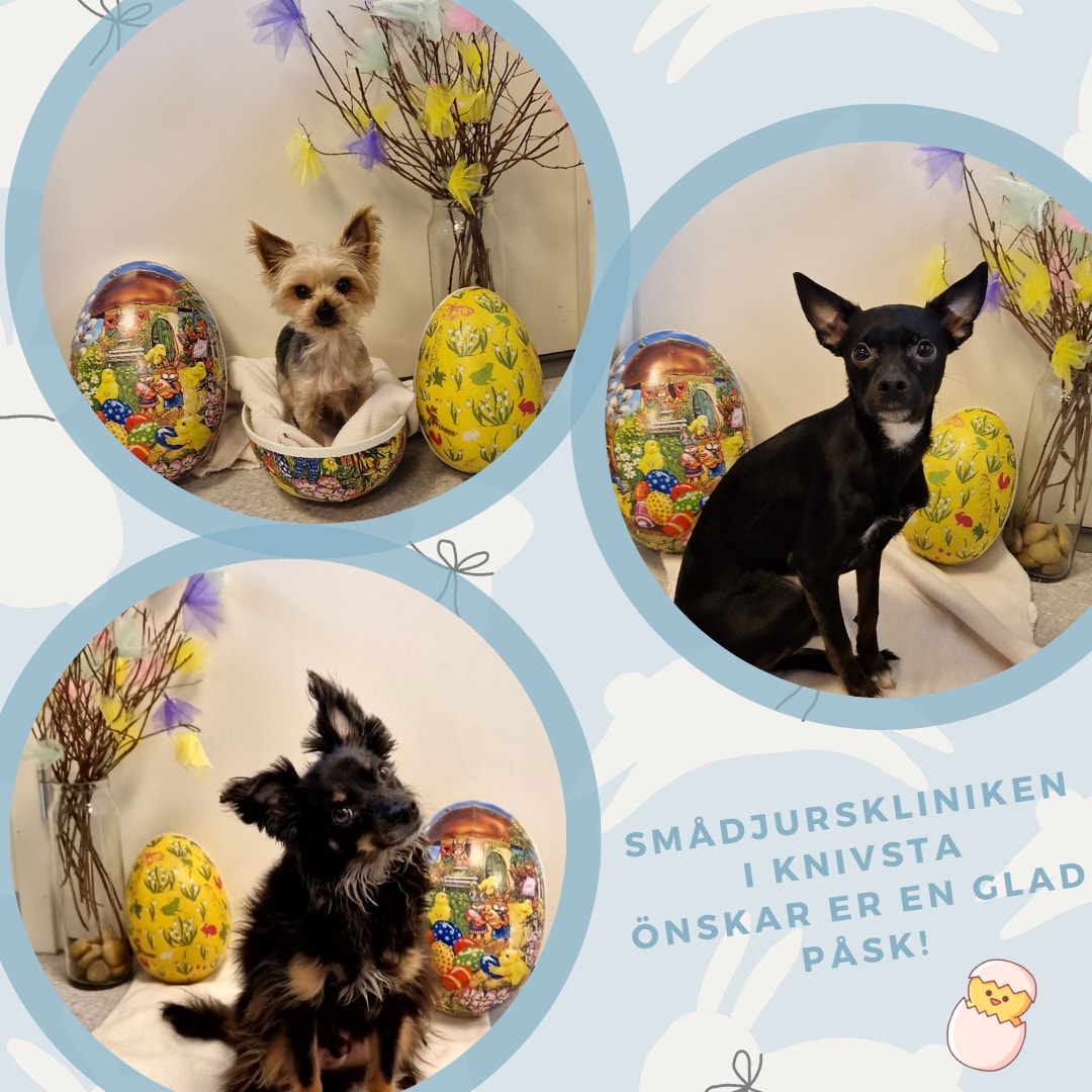 Öppettider under påsk!🐣